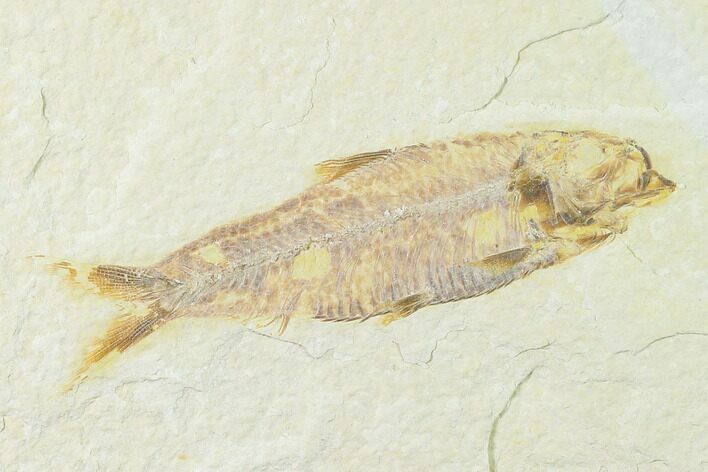 Fossil Fish (Knightia) - Green River Formation - Wyoming #136516